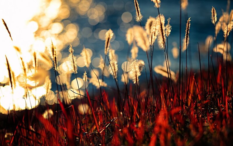 Tall Grass by Water — Red