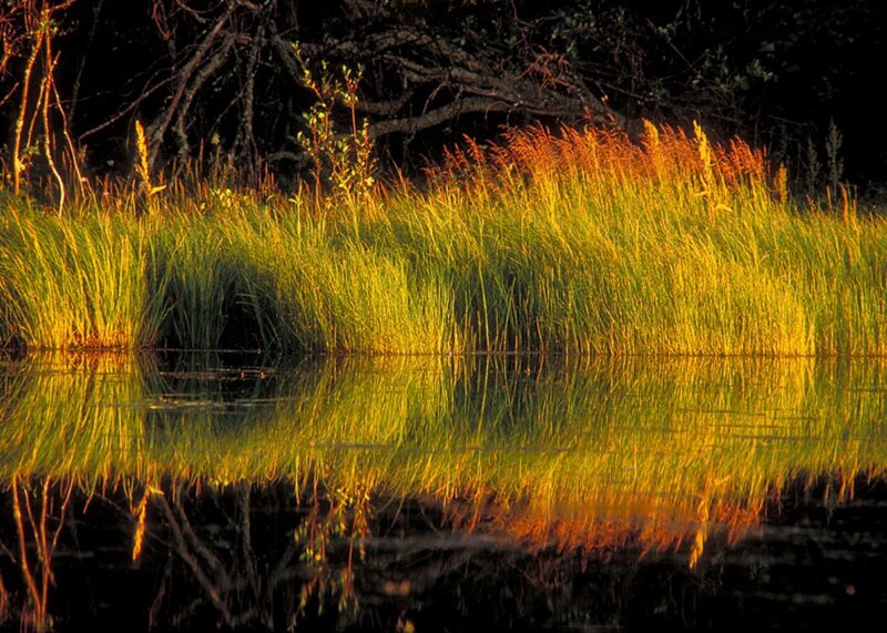 Tall Grass by Water