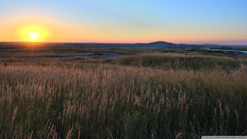 Tall Grass Field at Sunset