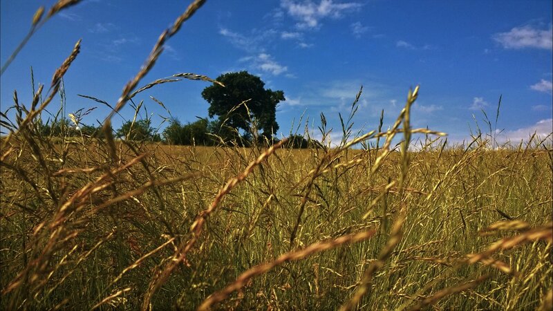 Tall Grass Field — Blue