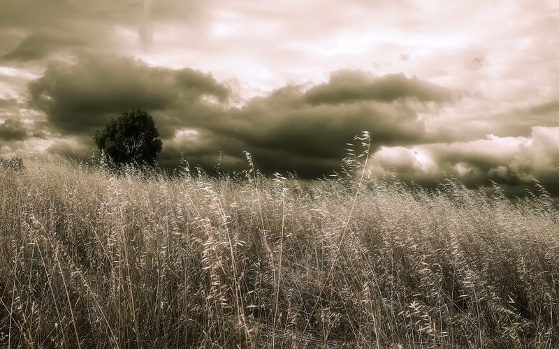 Tall Grass Field — Brown, Dramatic