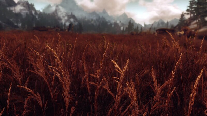 Tall Grass Field — Brown
