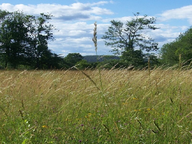 Tall Grass Field — Green, Serene