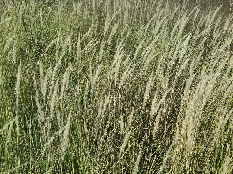 Tall Grass Field — Green