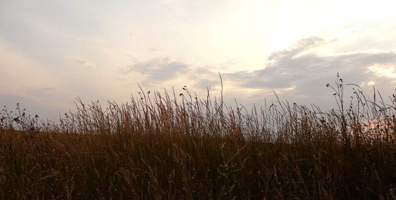Tall Grass Field