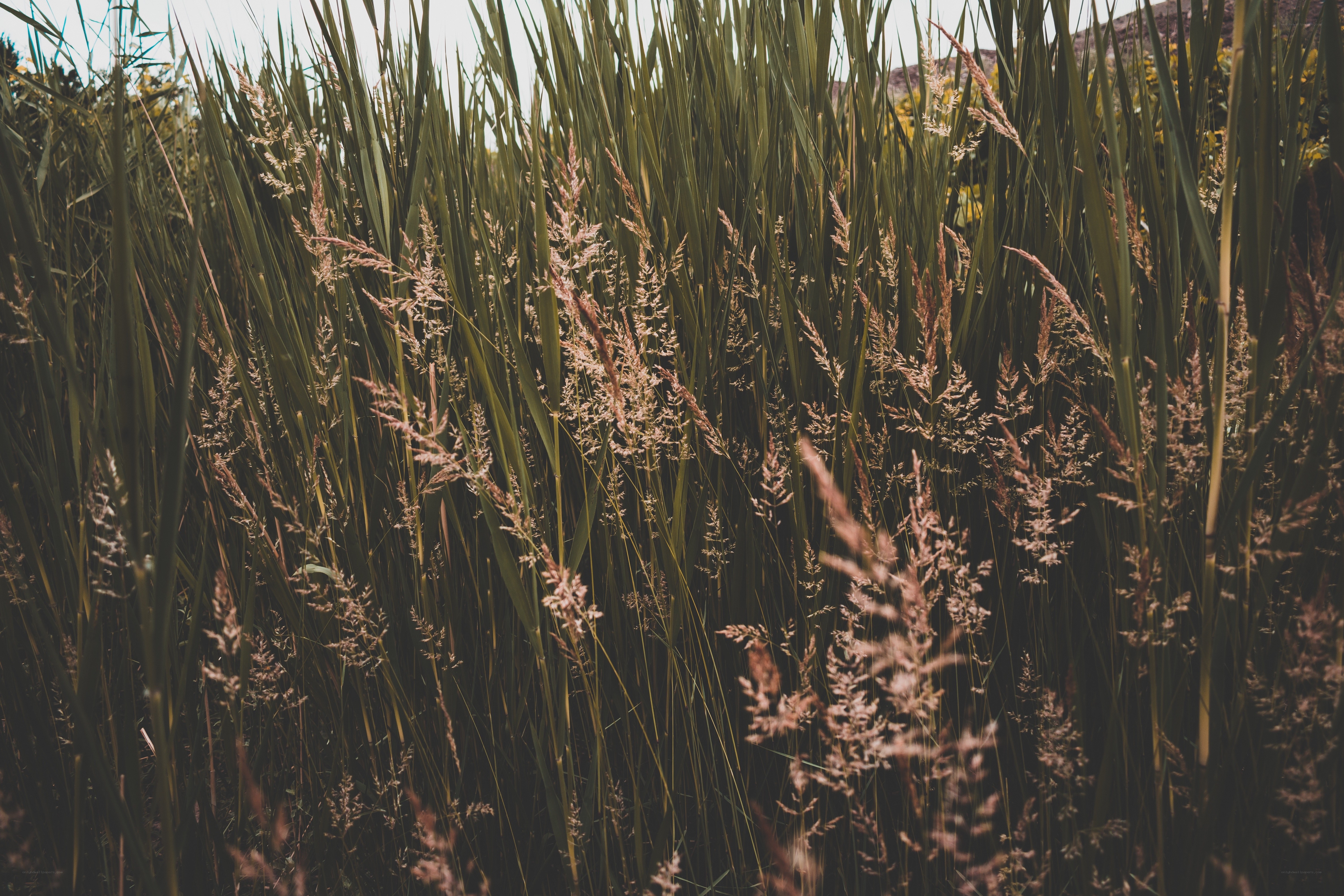 tall grass in a field
