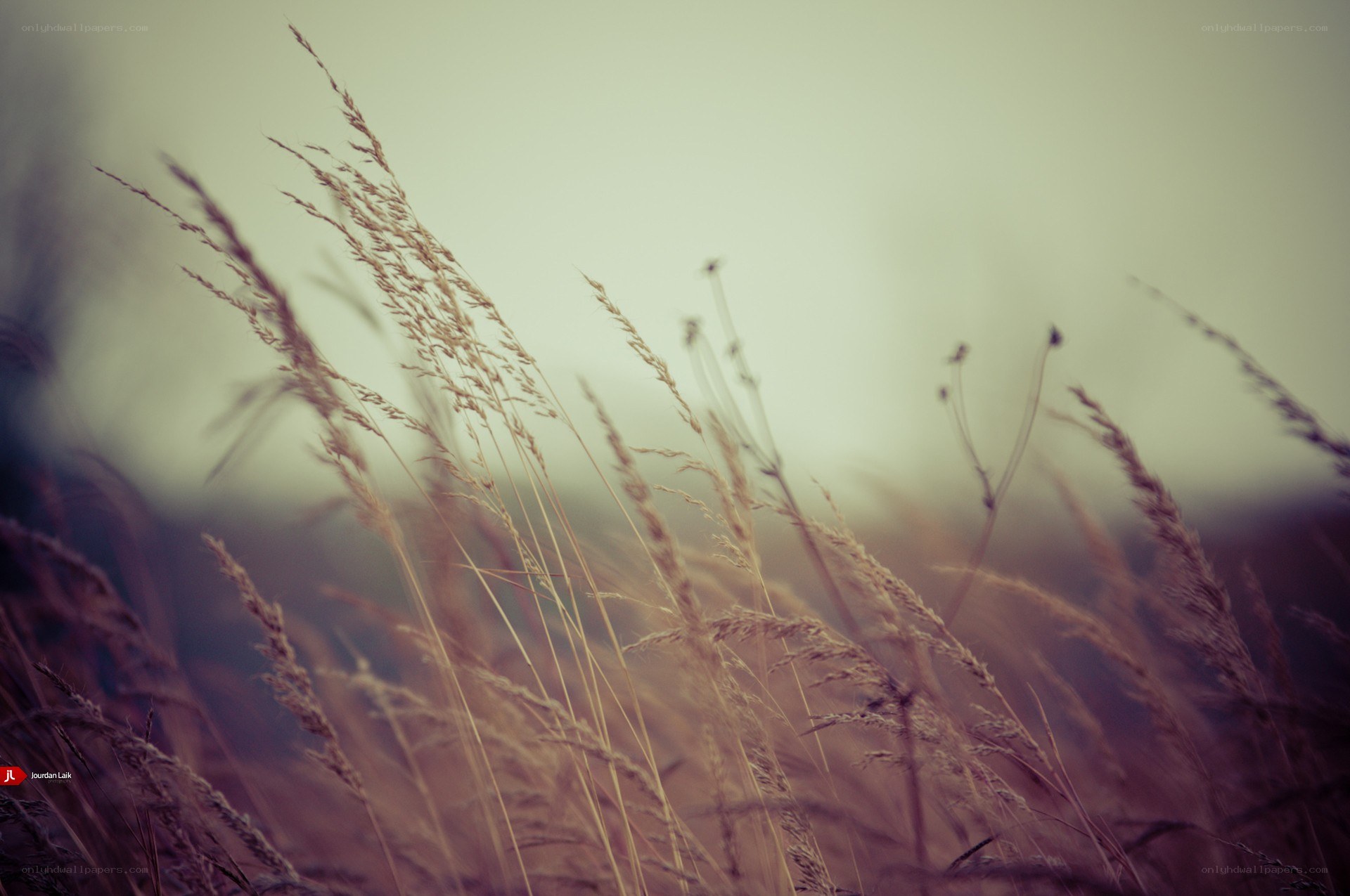 tall grass in a field