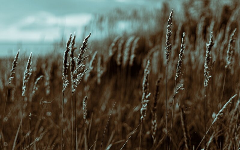 tall grass in a field