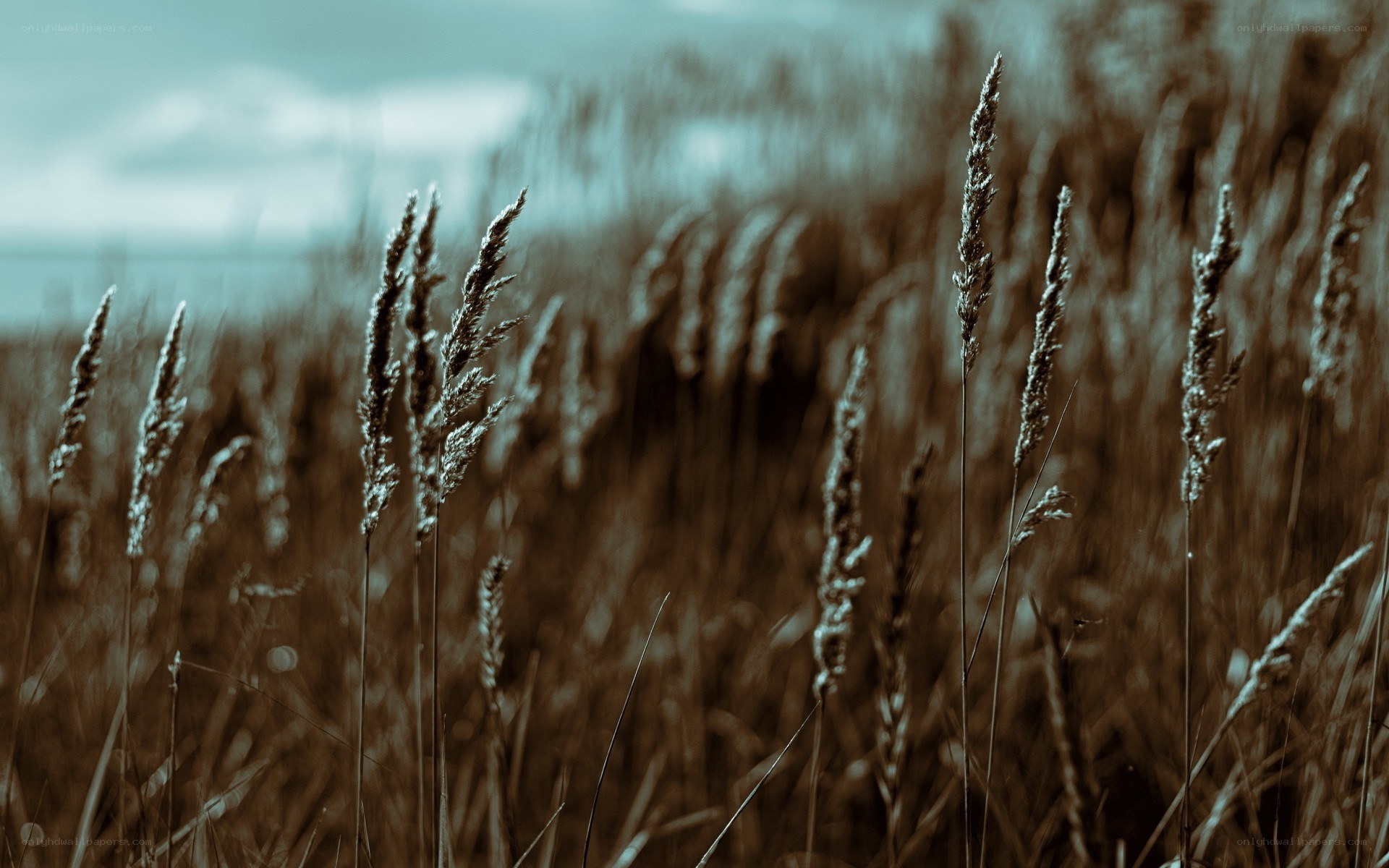 tall grass in a field
