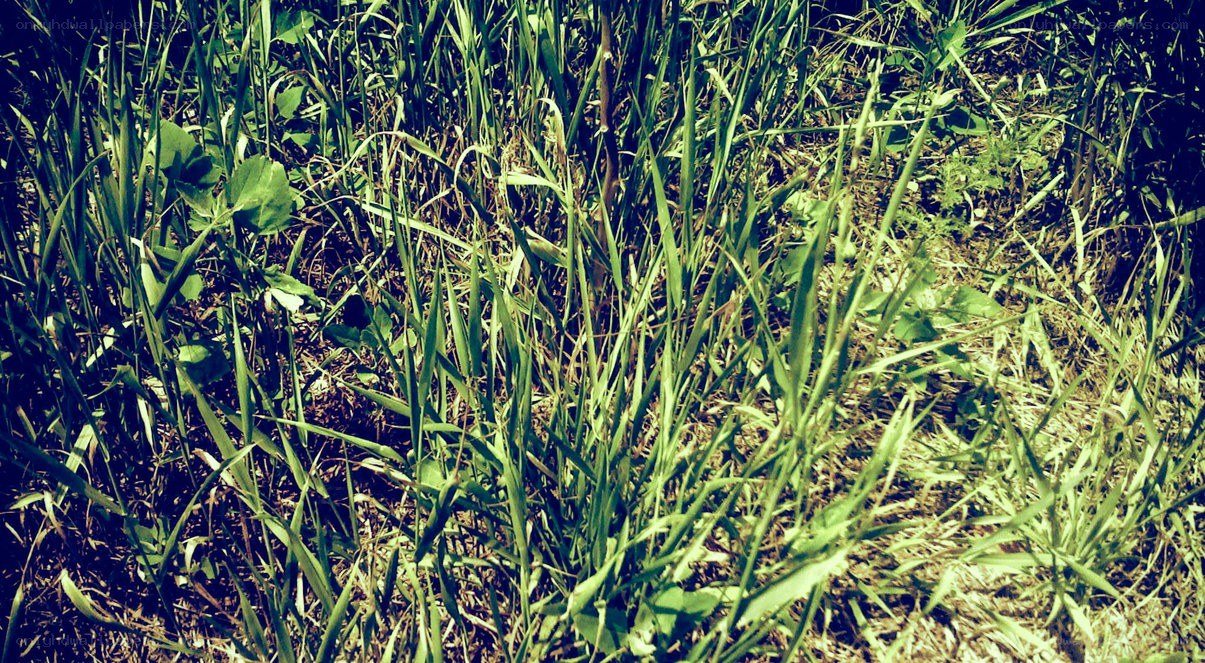 tall grass in a field