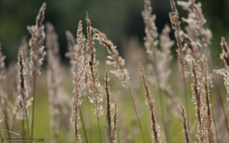 tall grass in a field