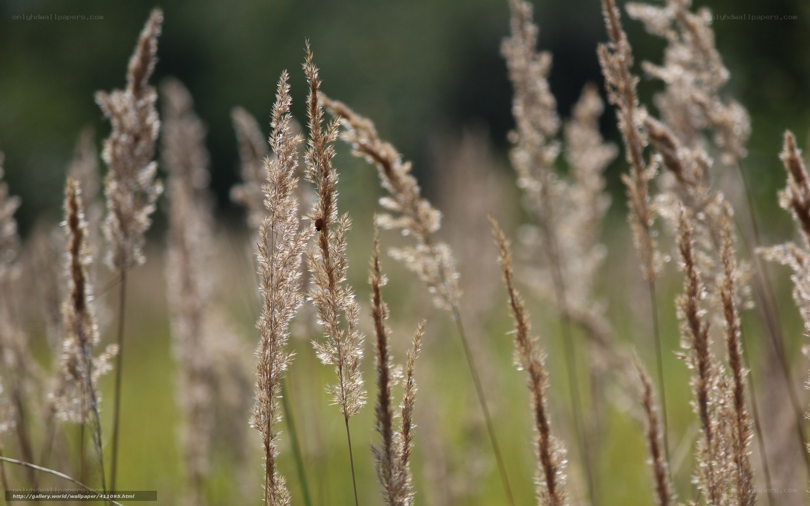 tall grass in a field