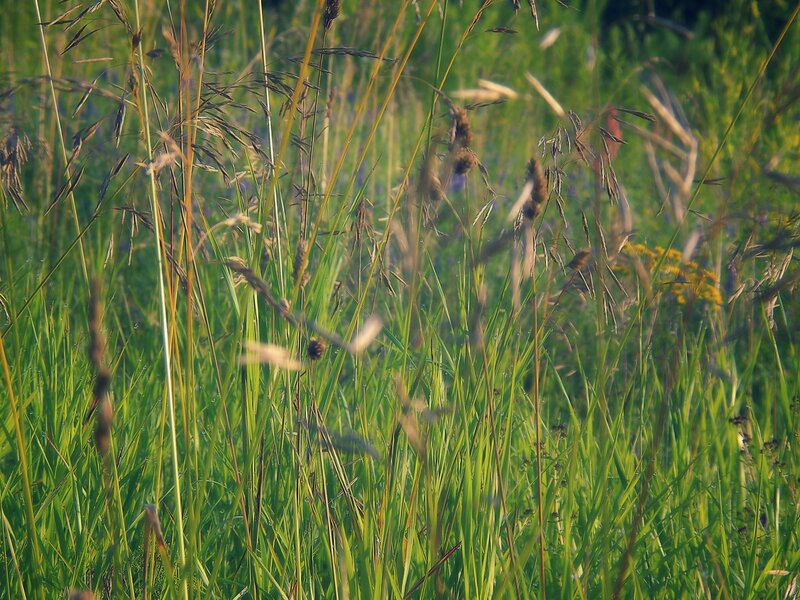 tall grass in a meadow