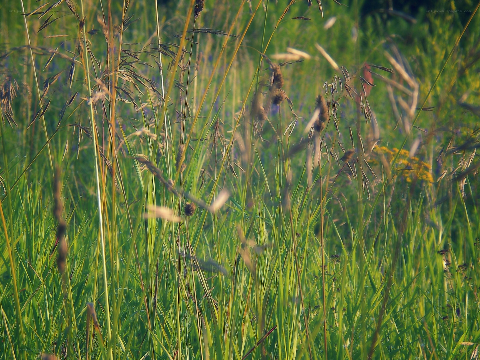 tall grass in a meadow