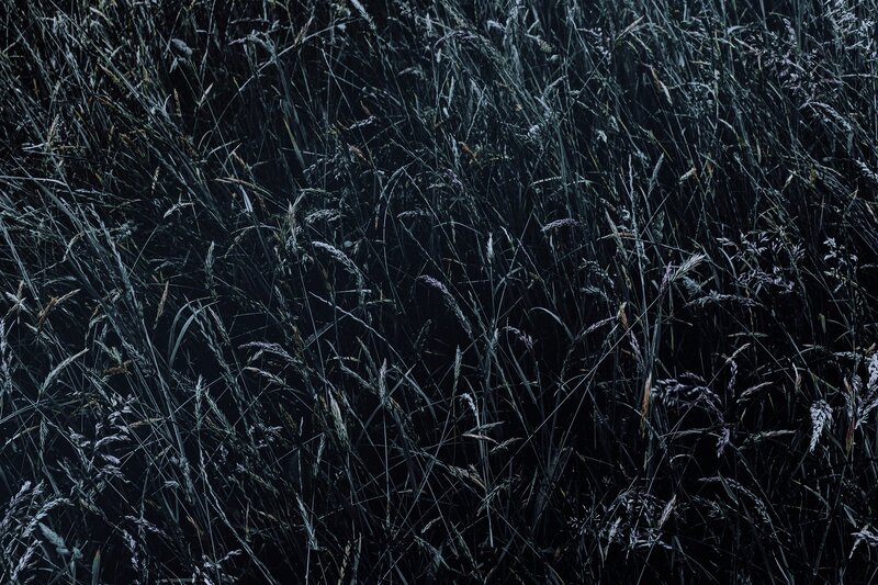 Tall Grass in Dark Field