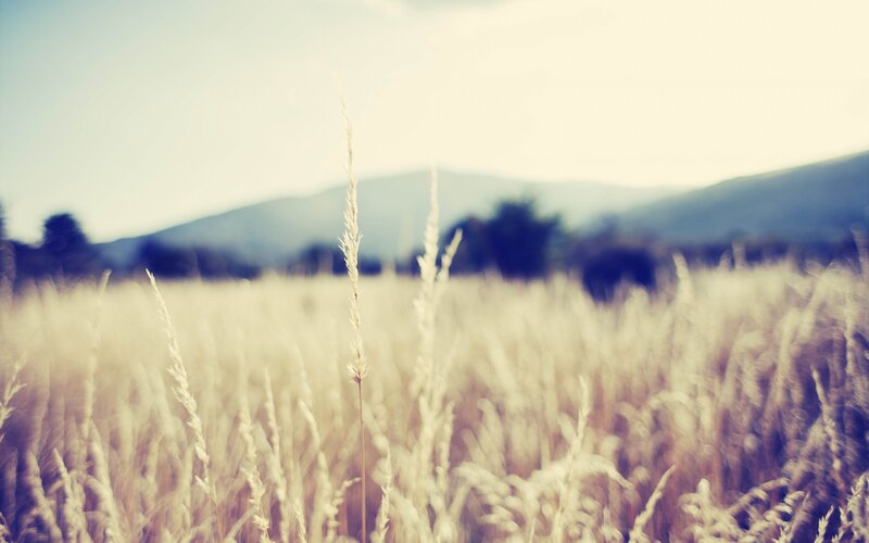 Tall Grass in Field — Beige