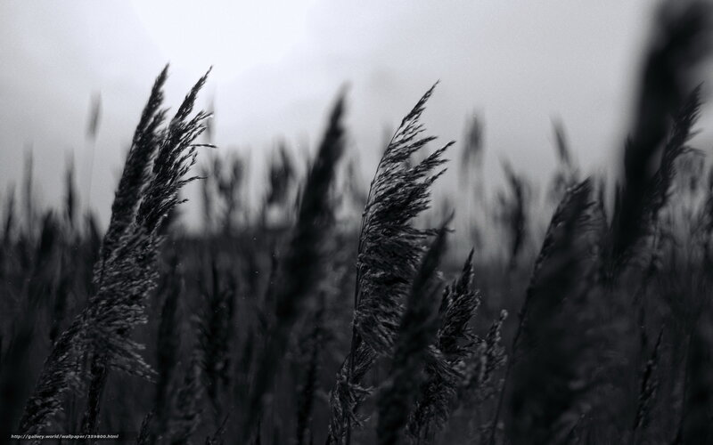 Tall Grass in Field — Black, Dramatic