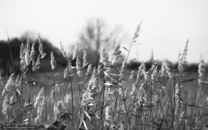Tall Grass in Field — Black