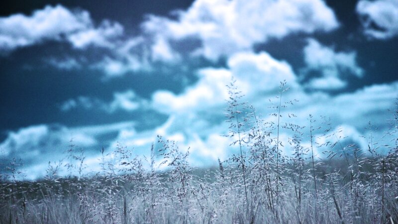 Tall Grass in Field — Blue, Dramatic, Photograph
