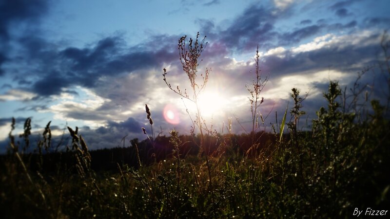 Tall Grass in Field — Blue, Dramatic, Sunset
