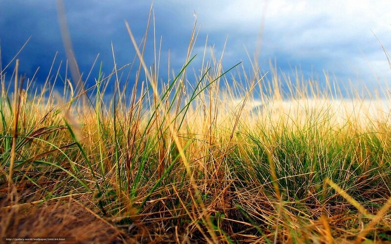 Tall Grass in Field — Blue, Dramatic
