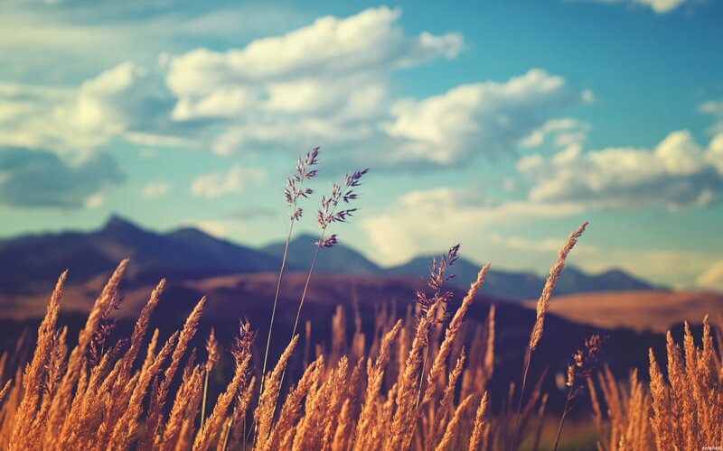 Tall Grass in Field — Blue, Serene, Afternoon, Photograph, Mountains