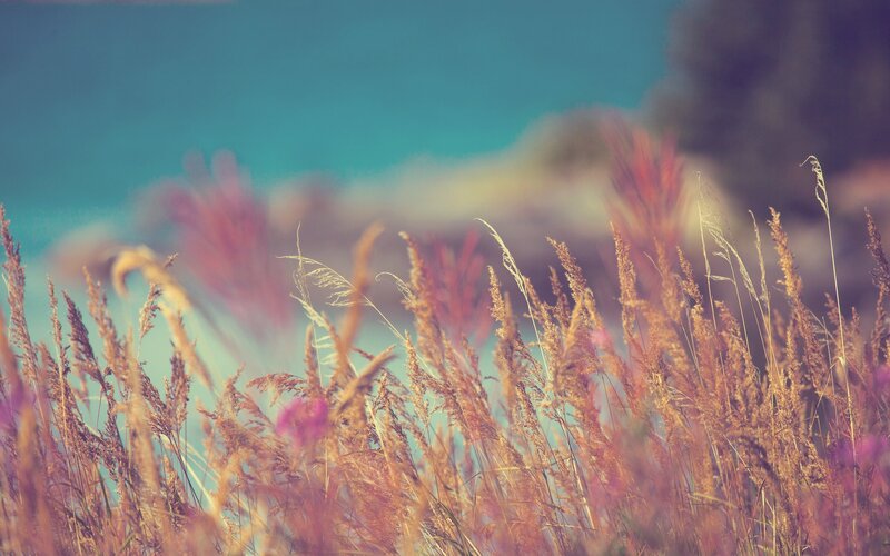 Tall Grass in Field — Blue, Serene, Afternoon, Photograph, Sky, Flowers