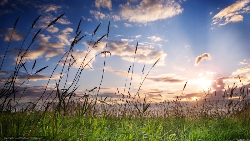 Tall Grass in Field — Blue, Serene, Sunset, Photograph