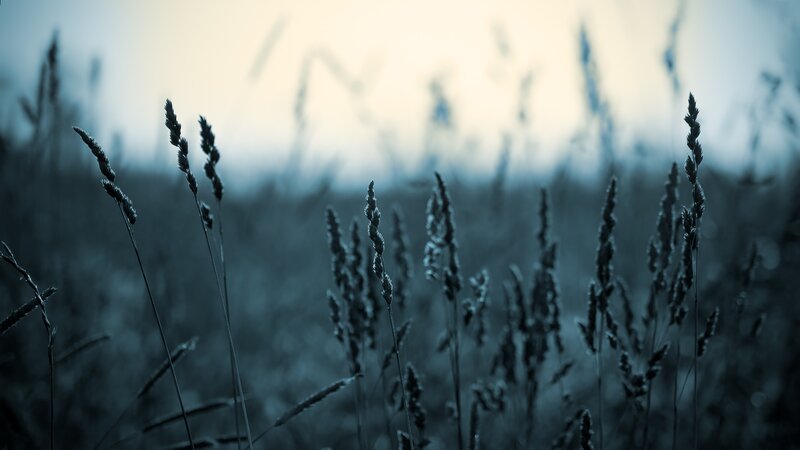 Tall Grass in Field — Blue, Serene, Sunset