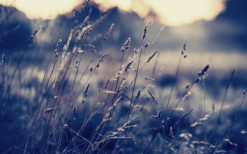 Tall Grass in Field — Blue, Serene