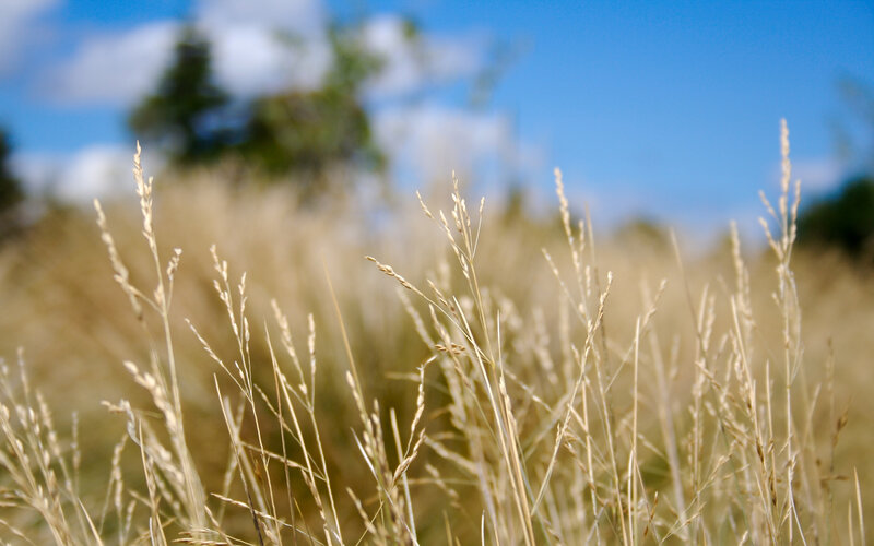 Tall Grass in Field — Blue
