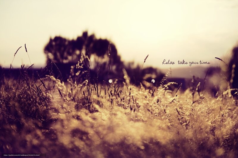 Tall Grass in Field — Brown, Calm