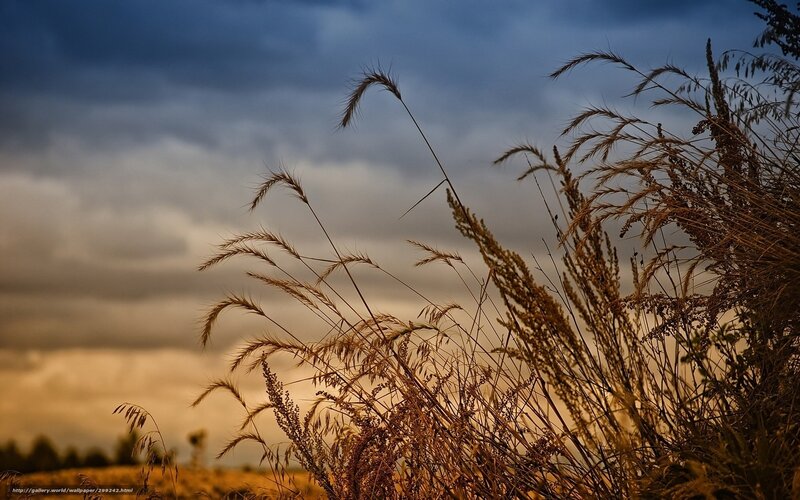 Tall Grass in Field — Brown, Dramatic