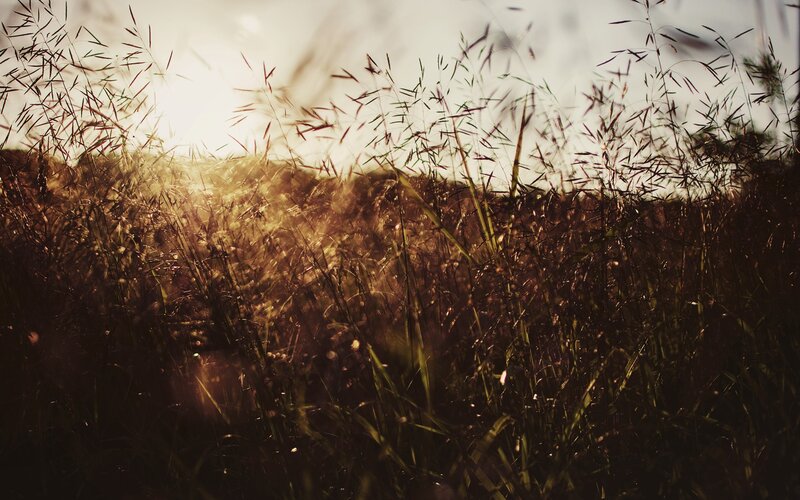 Tall Grass in Field — Brown, Serene, Sunset, Photograph, Sunlight, Sky