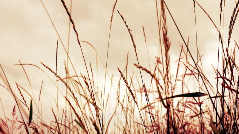Tall Grass in Field — Brown, Serene, Sunset, Photograph