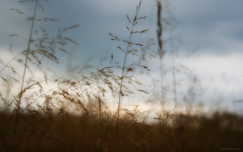 Tall Grass in Field — Brown, Serene, Sunset