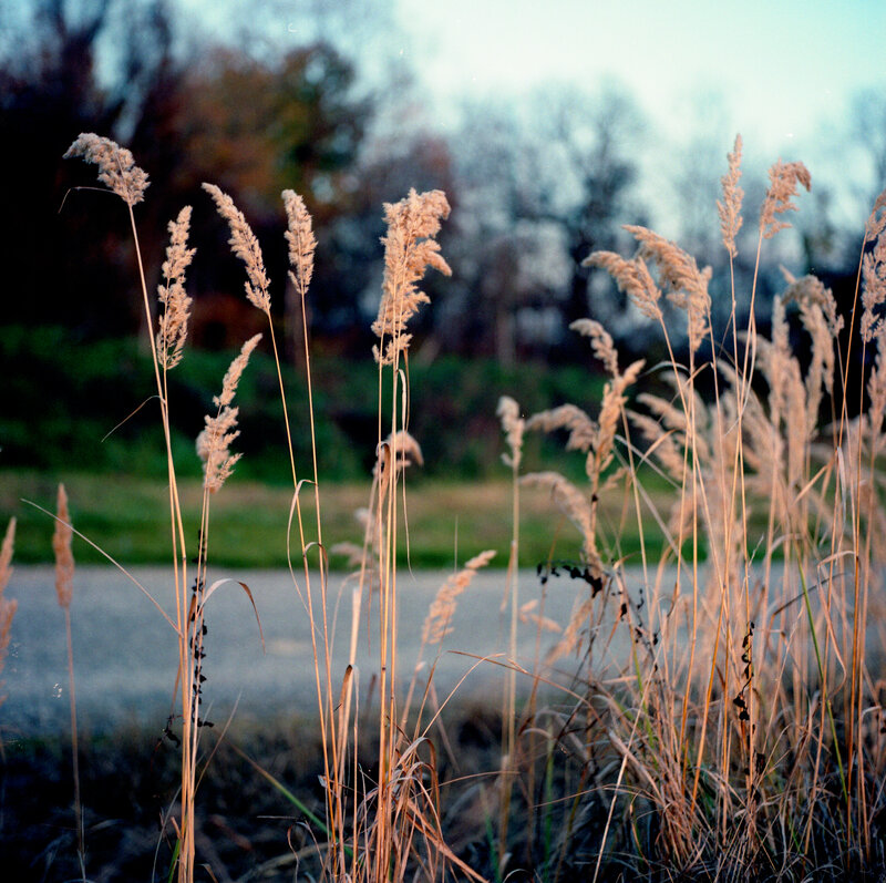 Tall Grass in Field — Brown, Serene