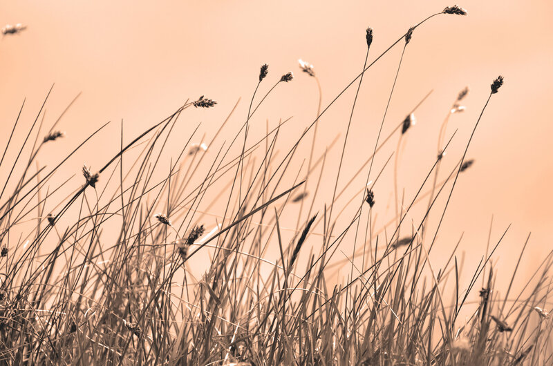 Tall Grass in Field — Brown