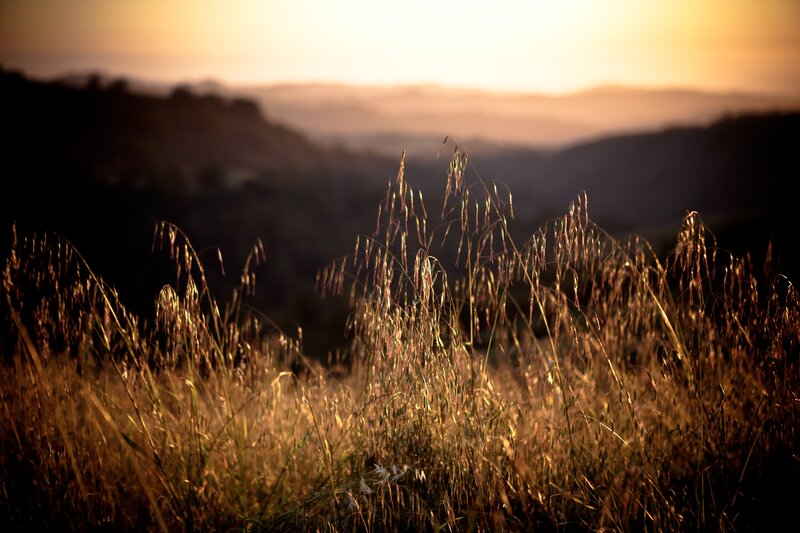 Tall Grass in Field — Gold, Serene, Sunset, Photograph, Mountains, Sky, Brown