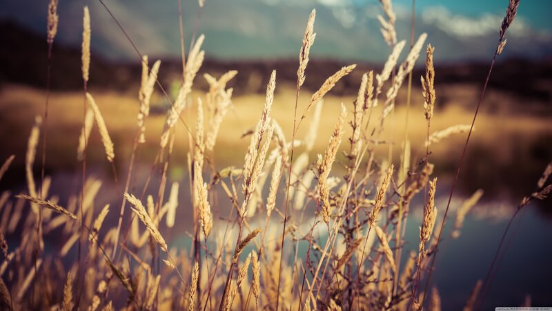 Tall Grass in Field — Gold, Serene, Sunset, Photograph, Mountains, Sky