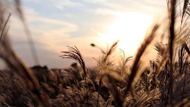 Tall Grass in Field — Gold, Serene, Sunset, Photograph, Sun, Sky