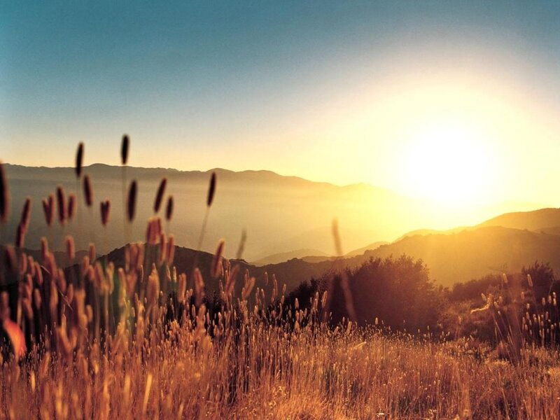 Tall Grass in Field — Gold, Serene