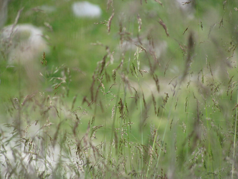 Tall Grass in Field — Green, Calm, Afternoon, Photograph, Blades