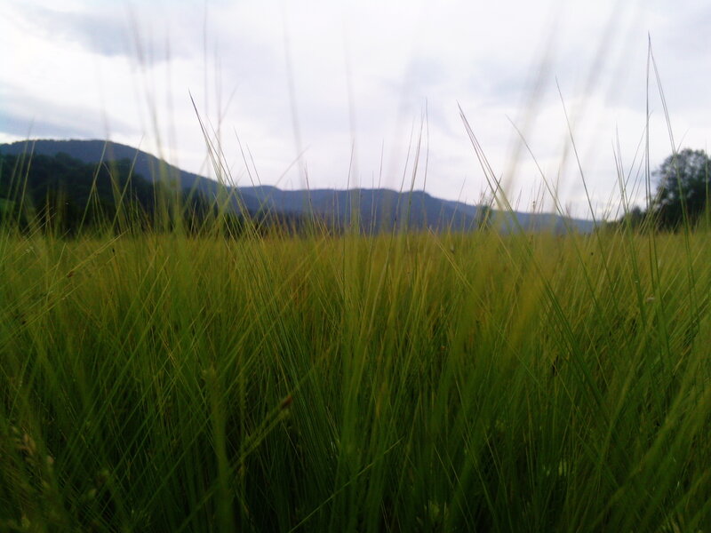 Tall Grass in Field — Green, Calm, Afternoon