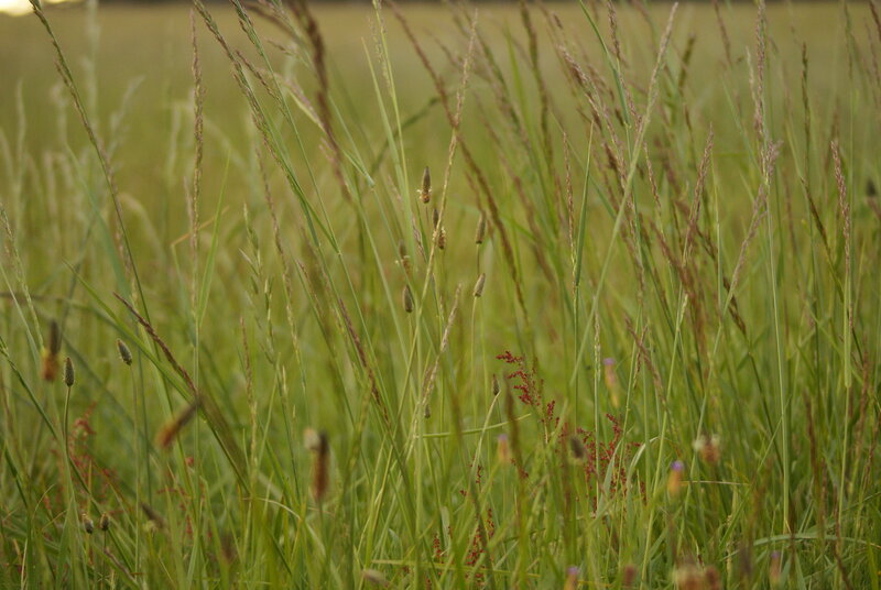 Tall Grass in Field — Green, Calm
