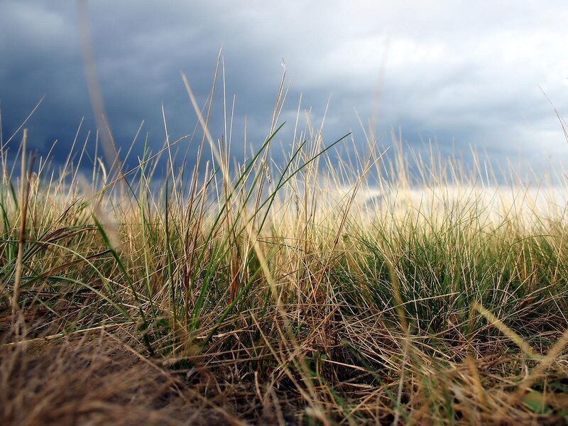 Tall Grass in Field — Green, Dramatic, Photograph
