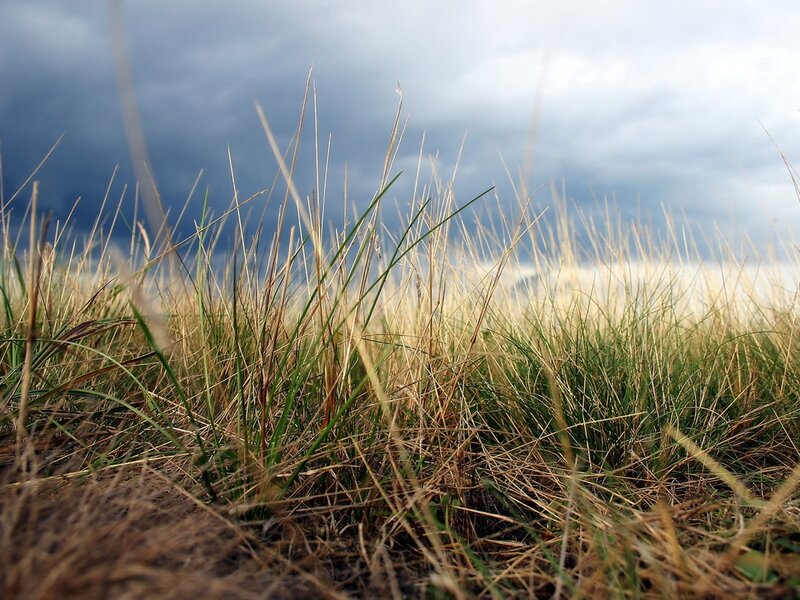 Tall Grass in Field — Green, Dramatic