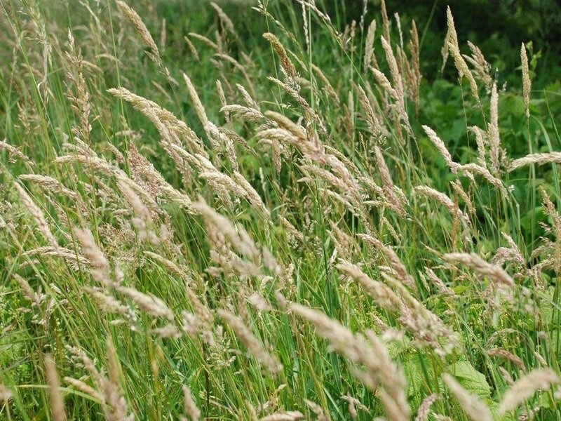 Tall Grass in Field — Green, Natural