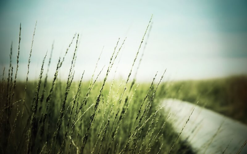 Tall Grass in Field — Green, Serene, Afternoon, Photograph, Path, Sky, Blue