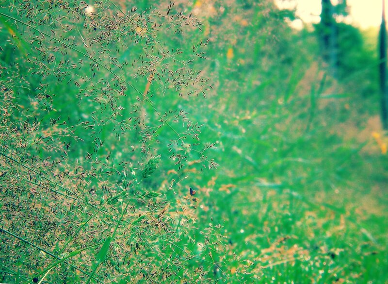 Tall Grass in Field — Green, Serene, Afternoon, Photograph, Plants